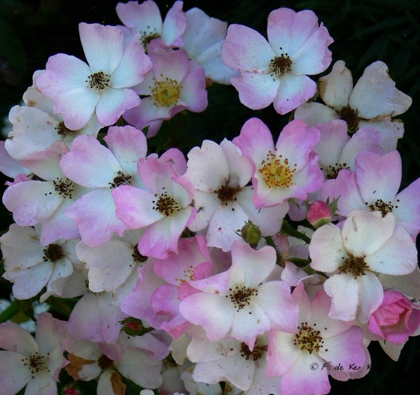 Bois des Moutiers  (34) Summer 2012